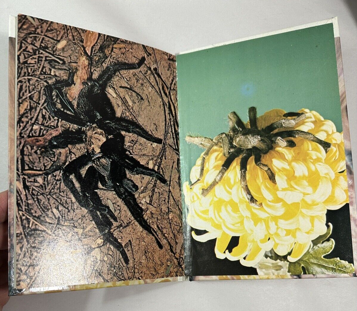 Tarantulas by John Browning (1981, Hardcover) - Image 2